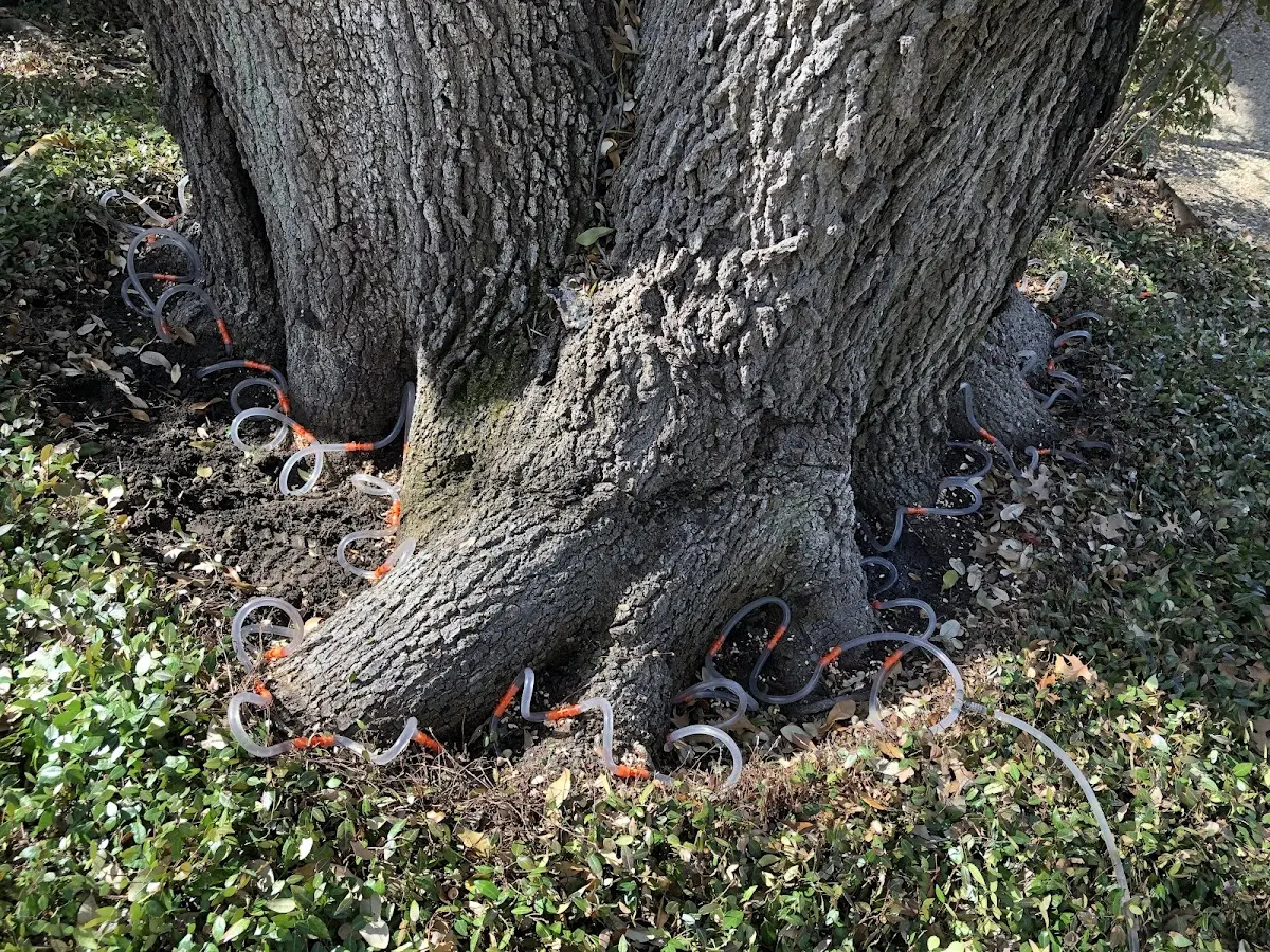 Detailed Tree Cabling and Bracing job site in Haverford