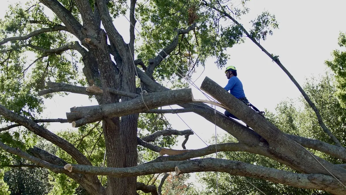 Professional Crown Thinning performed by certified arborists in Haverford