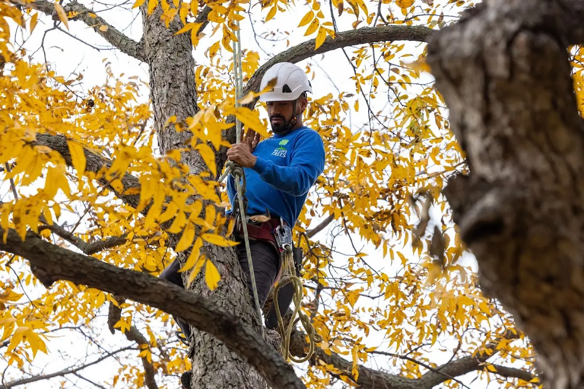 Skilled Tree Pruning crew working in Haverford